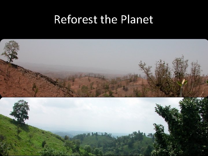 Reforest the Planet 