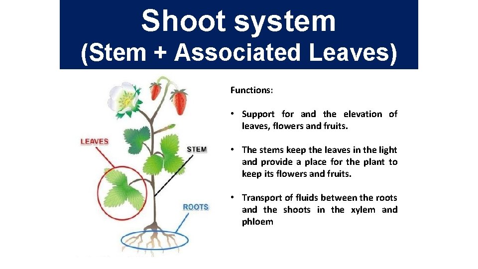 Shoot system (Stem + Associated Leaves) Functions: • Support for and the elevation of
