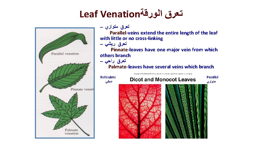 Leaf Venation ﺗﻌﺮﻕ ﺍﻟﻮﺭﻗﺔ – ﺗﻌﺮﻕ ﻣﺘﻮﺍﺯﻱ Parallel-veins extend the entire length of the