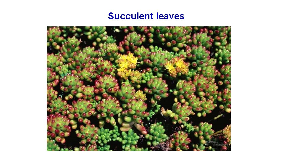 Succulent leaves 