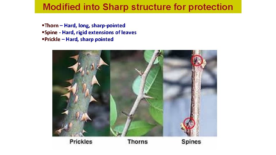 Modified into Sharp structure for protection §Thorn – Hard, long, sharp-pointed §Spine - Hard,