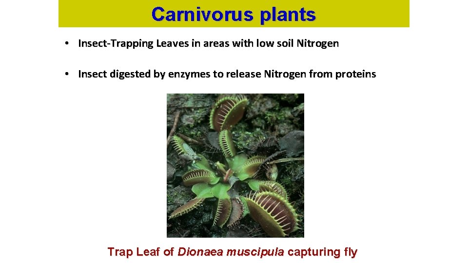 Carnivorus plants • Insect-Trapping Leaves in areas with low soil Nitrogen • Insect digested