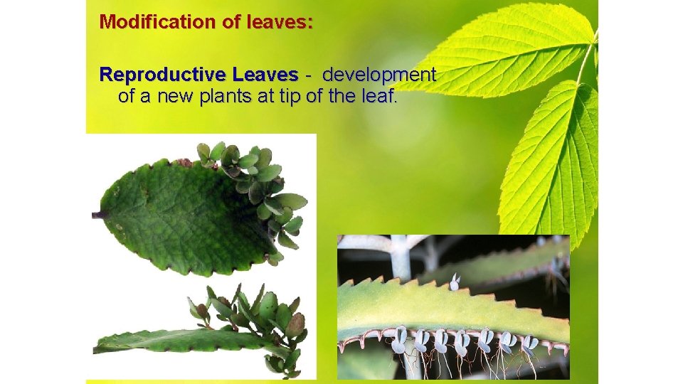 Modification of leaves: Reproductive Leaves - development of a new plants at tip of