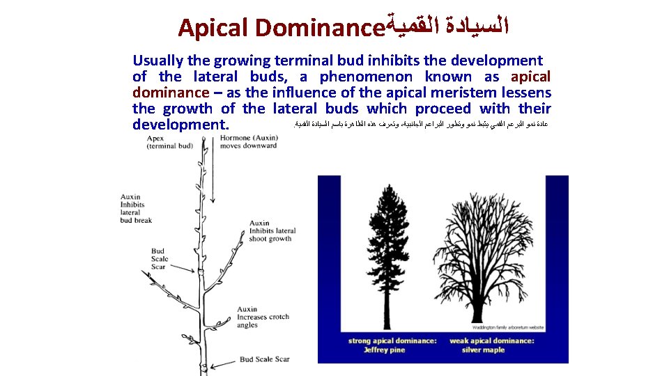 Apical Dominance ﺍﻟﺴﻴﺎﺩﺓ ﺍﻟﻘﻤﻴﺔ Usually the growing terminal bud inhibits the development of the