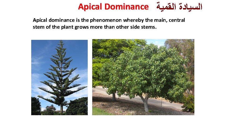 Apical Dominance ﺍﻟﺴﻴﺎﺩﺓ ﺍﻟﻘﻤﻴﺔ Apical dominance is the phenomenon whereby the main, central stem