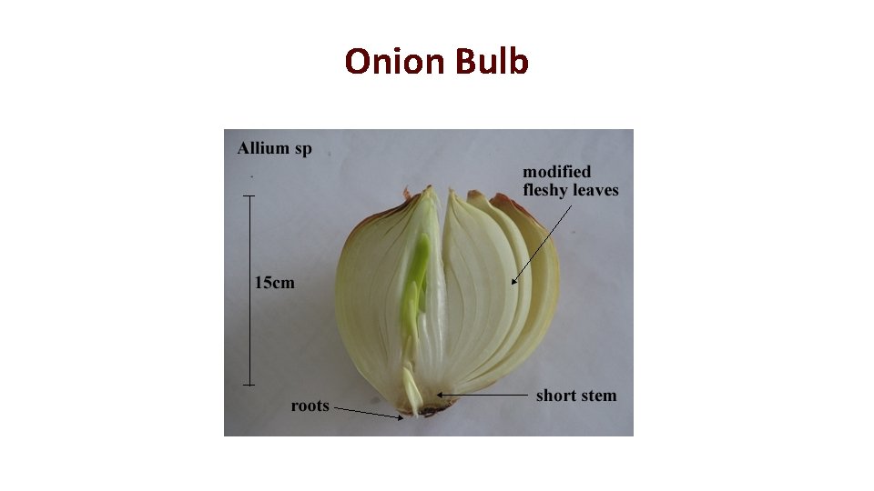 Onion Bulb 