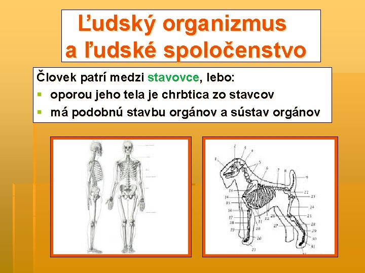 Ľudský organizmus a ľudské spoločenstvo Človek patrí medzi stavovce, lebo: § oporou jeho tela