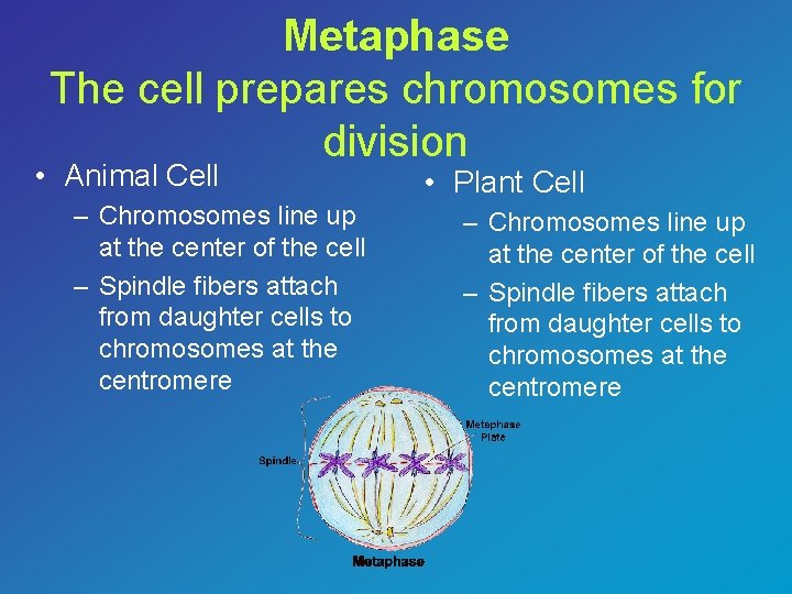 Metaphase The cell prepares chromosomes for division • Animal Cell – Chromosomes line up