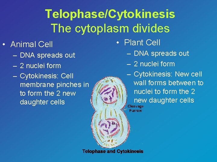Telophase/Cytokinesis The cytoplasm divides • Animal Cell – DNA spreads out – 2 nuclei