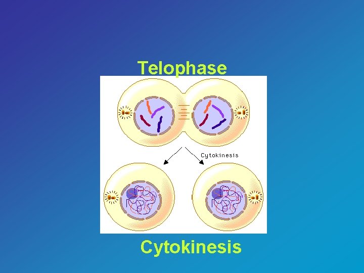 Telophase Cytokinesis 