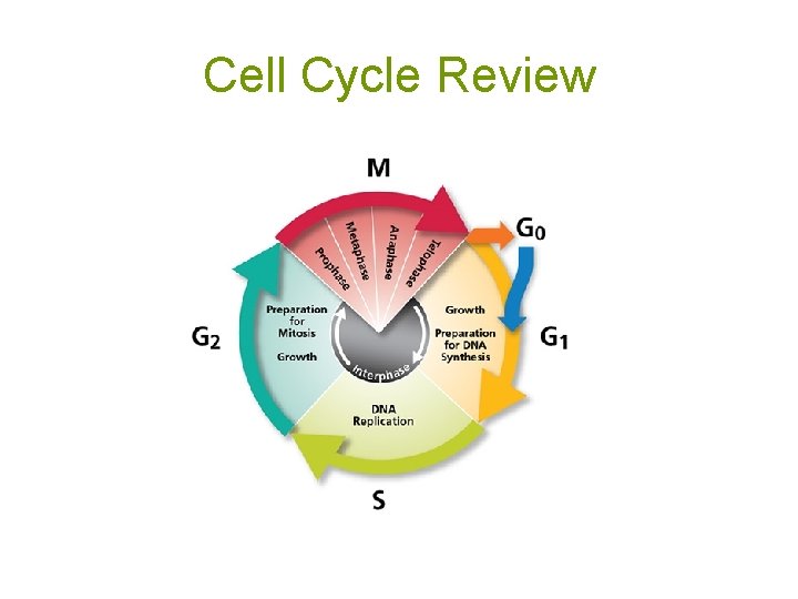 Cell Cycle Review 
