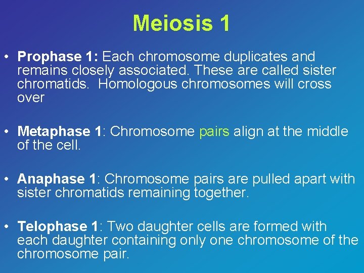 Meiosis 1 • Prophase 1: Each chromosome duplicates and remains closely associated. These are