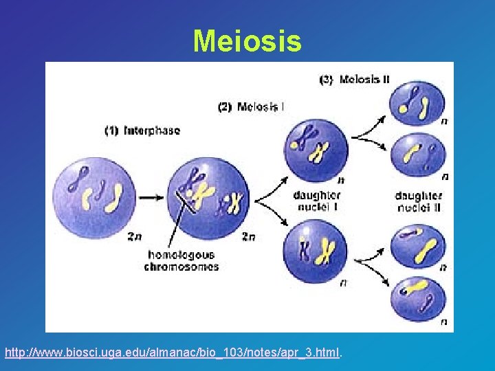 Meiosis http: //www. biosci. uga. edu/almanac/bio_103/notes/apr_3. html. 