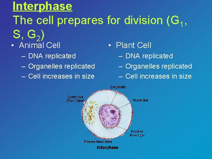 Interphase The cell prepares for division (G 1, S, G 2) • Animal Cell