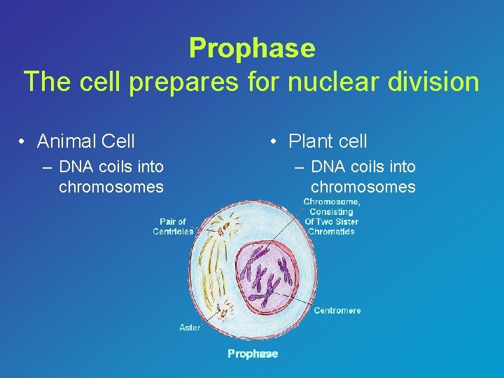 Prophase The cell prepares for nuclear division • Animal Cell – DNA coils into