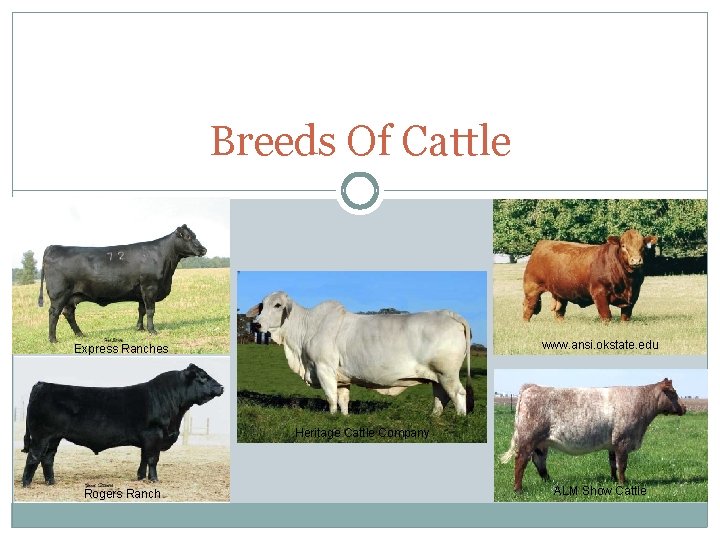 Breeds Of Cattle www. ansi. okstate. edu Express Ranches Heritage Cattle Company Rogers Ranch