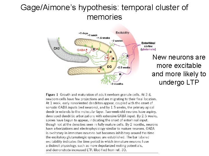 Gage/Aimone’s hypothesis: temporal cluster of memories New neurons are more excitable and more likely