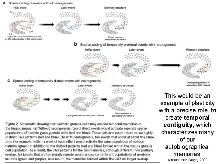 This would be an example of plasticity with a precise role, to create temporal