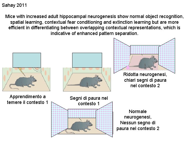 Sahay 2011 Mice with increased adult hippocampal neurogenesis show normal object recognition, spatial learning,