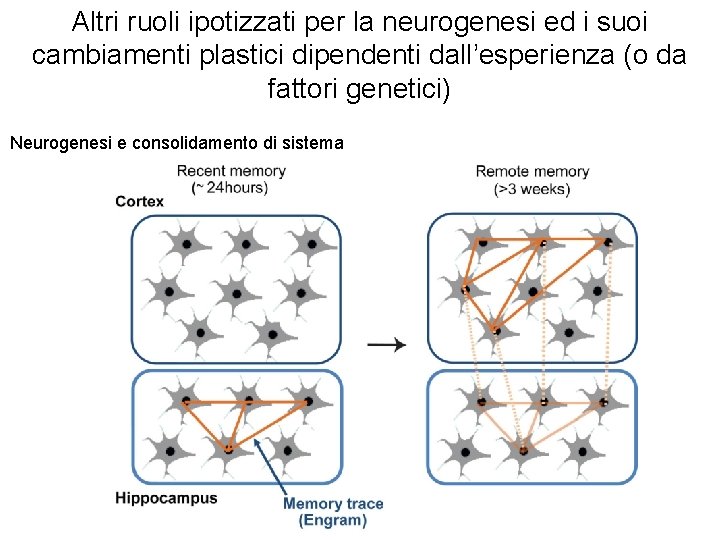 Altri ruoli ipotizzati per la neurogenesi ed i suoi cambiamenti plastici dipendenti dall’esperienza (o