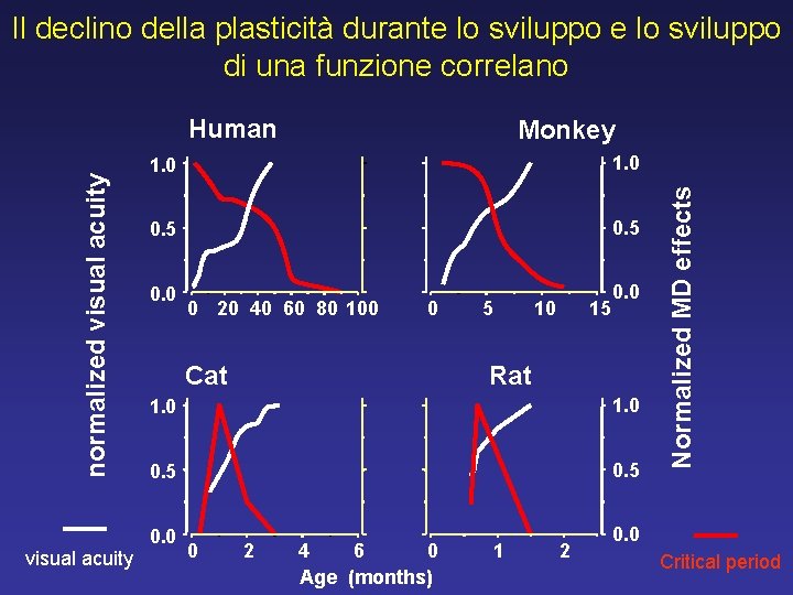 Il declino della plasticità durante lo sviluppo di una funzione correlano visual acuity Monkey