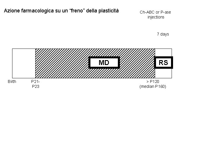 Azione farmacologica su un “freno” della plasticità Ch-ABC or P-ase injections 7 days MD