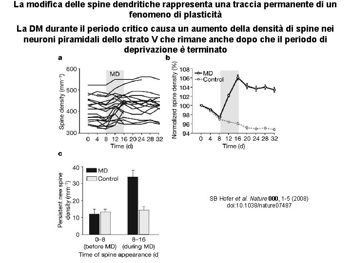 La modifica delle spine dendritiche rappresenta una traccia permanente di un fenomeno di plasticità