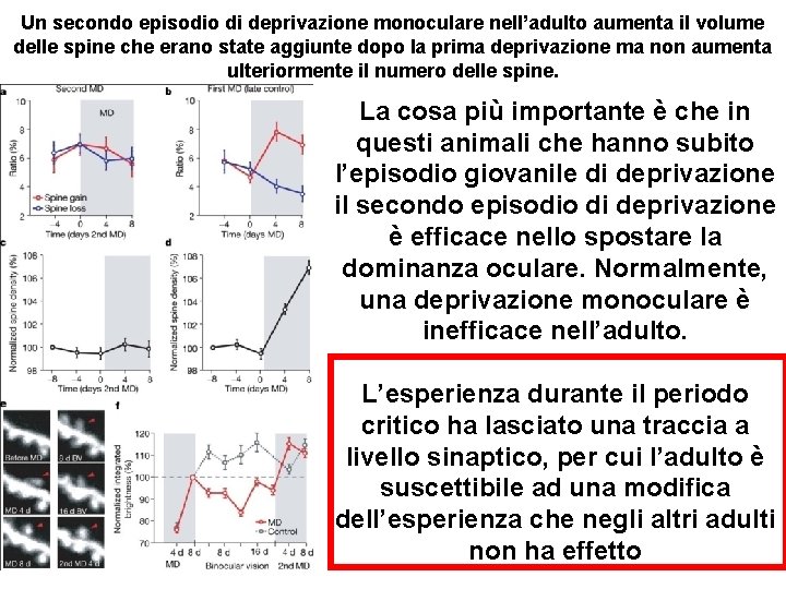 Un secondo episodio di deprivazione monoculare nell’adulto aumenta il volume delle spine che erano