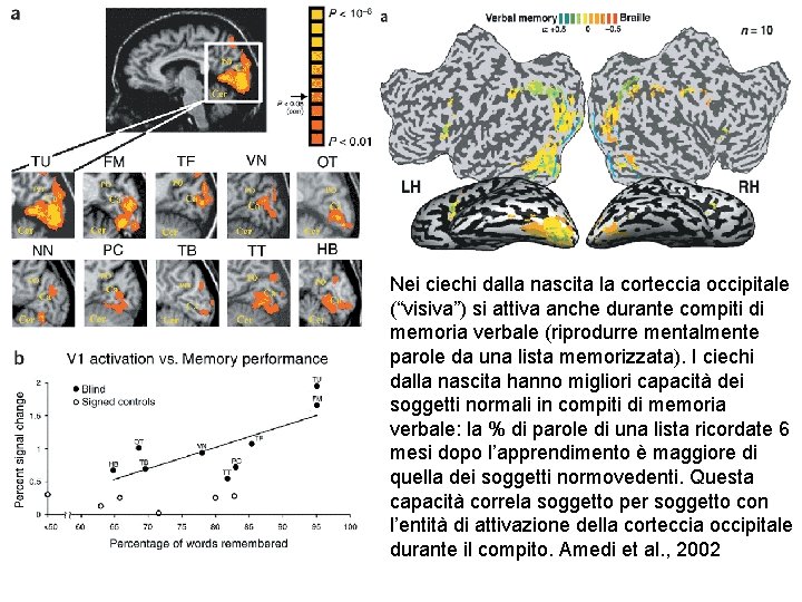 Nei ciechi dalla nascita la corteccia occipitale (“visiva”) si attiva anche durante compiti di