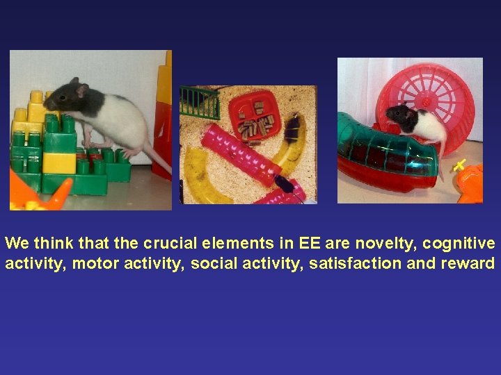 We think that the crucial elements in EE are novelty, cognitive activity, motor activity,