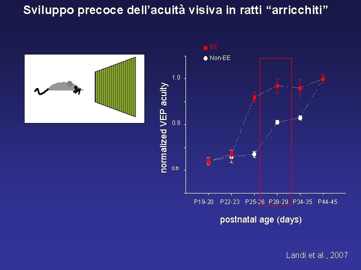 Sviluppo precoce dell’acuità visiva in ratti “arricchiti” EE Non-EE normalized VEP acuity 1. 0