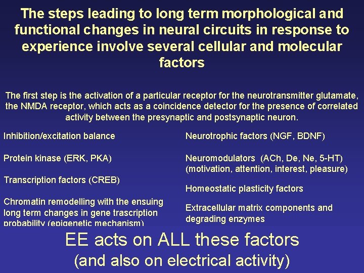 The steps leading to long term morphological and functional changes in neural circuits in