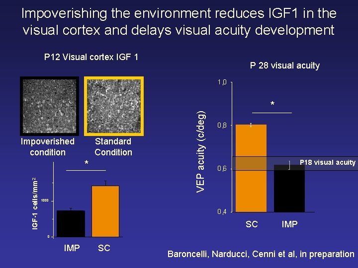 Impoverishing the environment reduces IGF 1 in the visual cortex and delays visual acuity