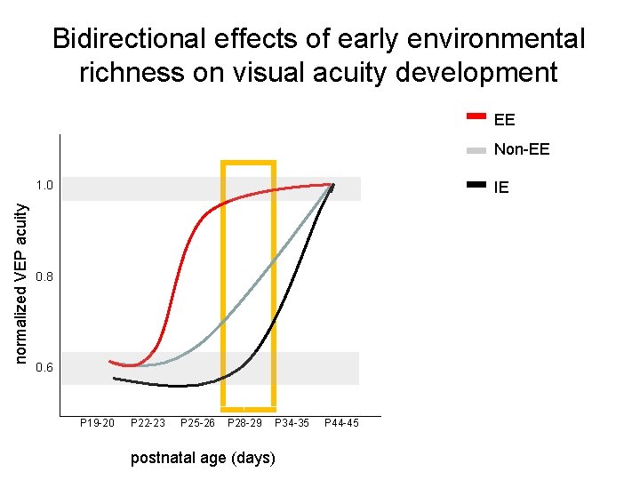 Bidirectional effects of early environmental richness on visual acuity development EE Non-EE normalized VEP