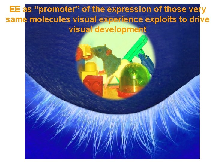 EE as “promoter” of the expression of those very same molecules visual experience exploits