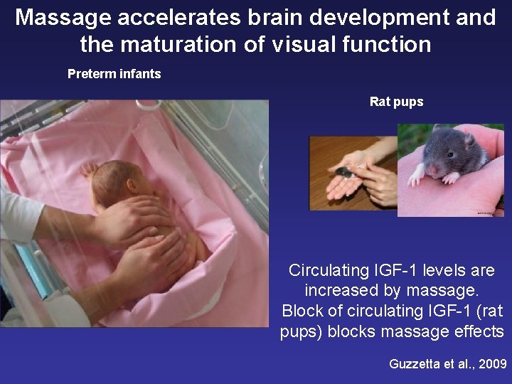 Massage accelerates brain development and the maturation of visual function Preterm infants Rat pups