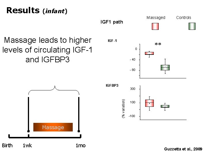 Results (infant) Massaged IGF 1 path Massage leads to higher levels of circulating IGF-1