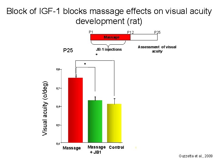 Block of IGF-1 blocks massage effects on visual acuity development (rat) P 12 P