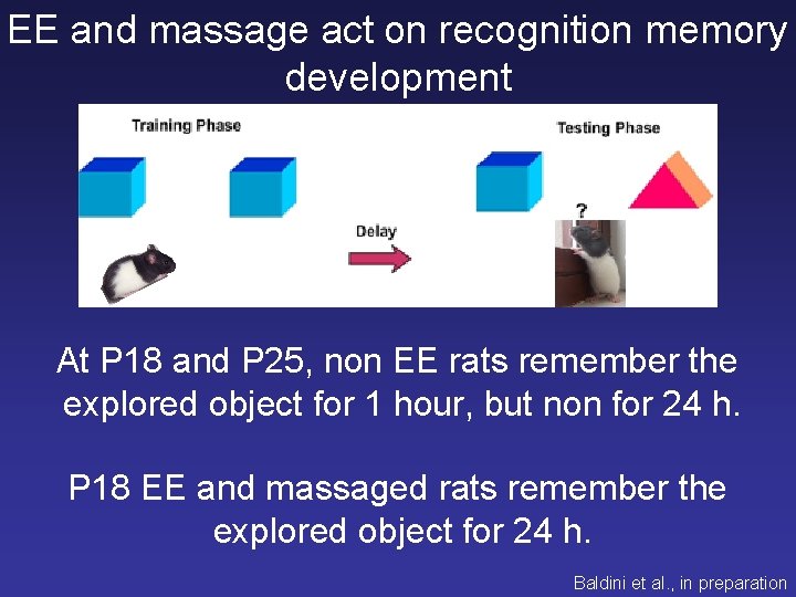 EE and massage act on recognition memory development At P 18 and P 25,