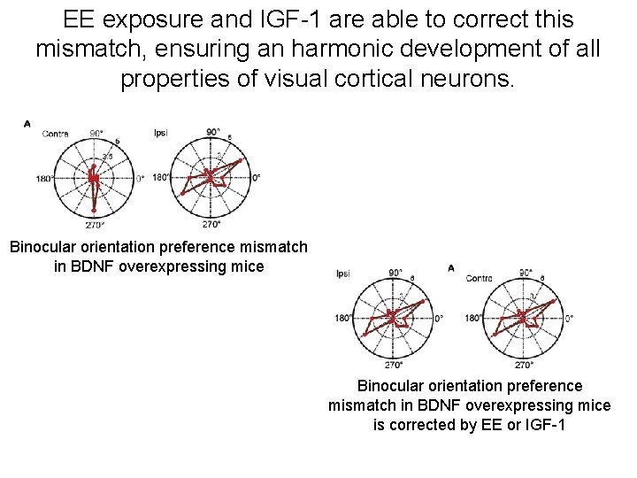 EE exposure and IGF-1 are able to correct this mismatch, ensuring an harmonic development