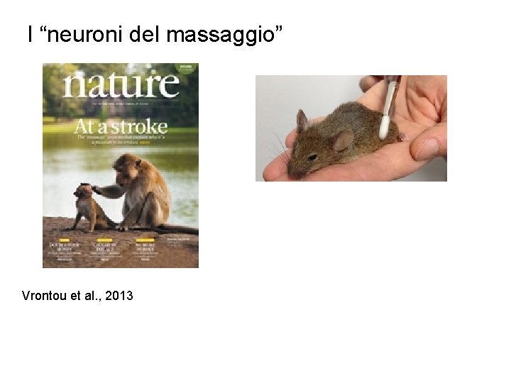 I “neuroni del massaggio” Vrontou et al. , 2013 