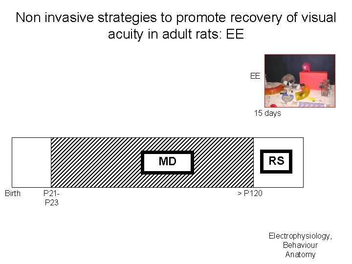 Non invasive strategies to promote recovery of visual acuity in adult rats: EE EE
