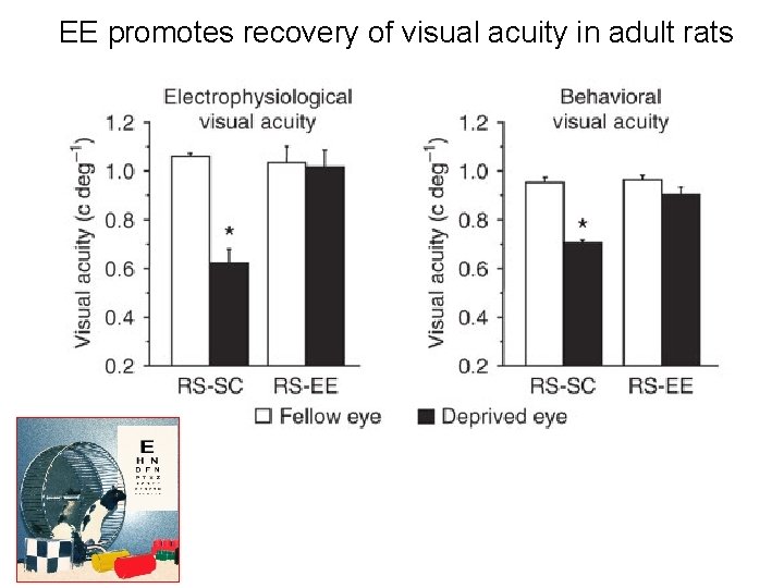 EE promotes recovery of visual acuity in adult rats Sale et al. , 2007