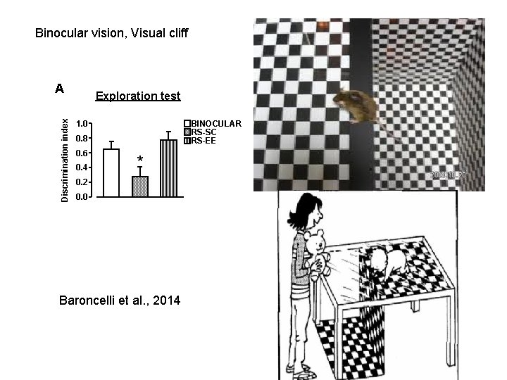 Binocular vision, Visual cliff Discrimination index A Exploration test 1. 0 BINOCULAR RS-SC RS-EE