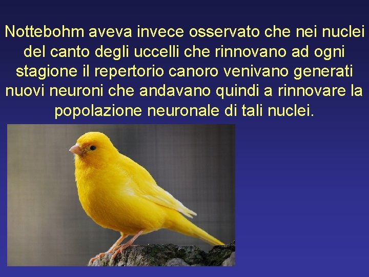 Nottebohm aveva invece osservato che nei nuclei del canto degli uccelli che rinnovano ad