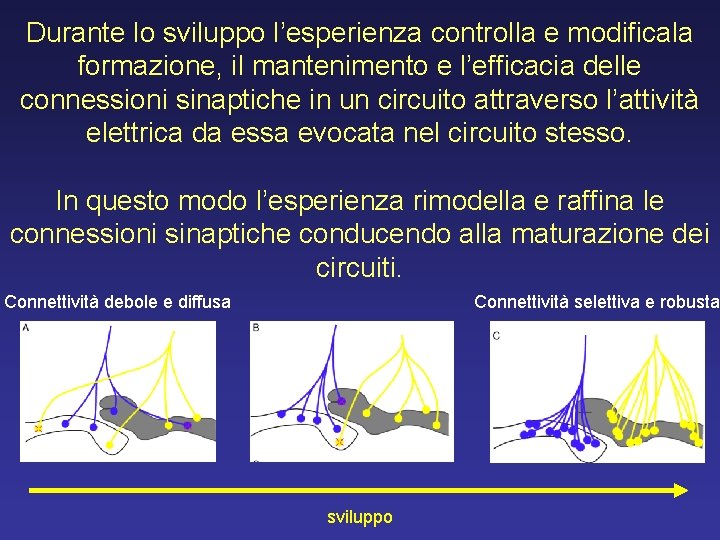 Durante lo sviluppo l’esperienza controlla e modificala formazione, il mantenimento e l’efficacia delle connessioni