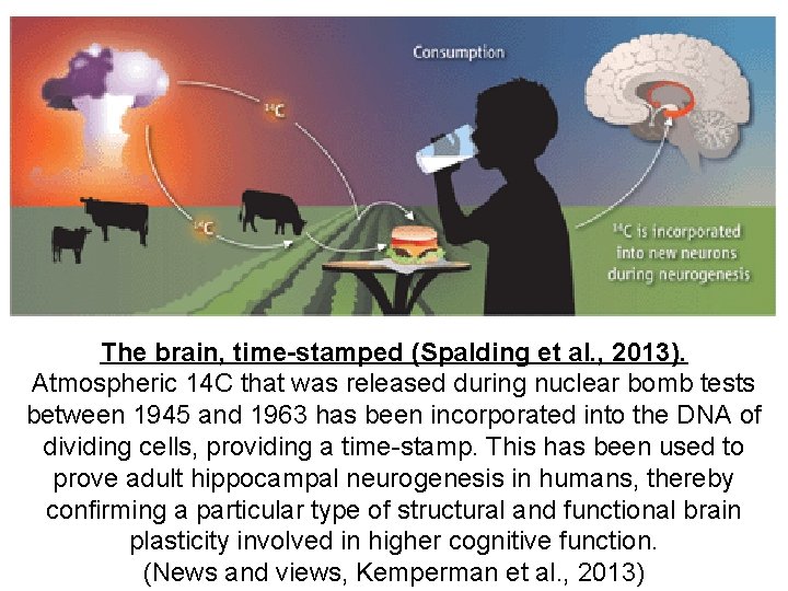 The brain, time-stamped (Spalding et al. , 2013). Atmospheric 14 C that was released