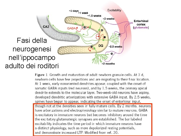 Fasi della neurogenesi nell’ippocampo adulto dei roditori 