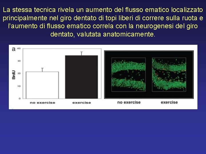 La stessa tecnica rivela un aumento del flusso ematico localizzato principalmente nel giro dentato