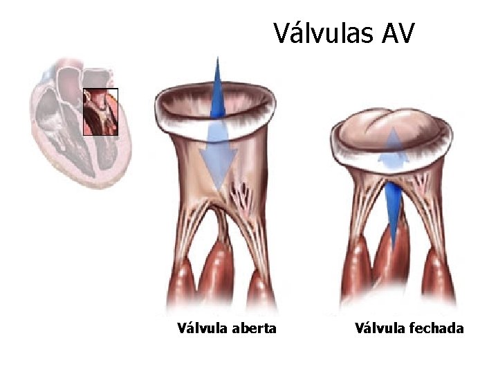 Válvulas AV Válvula aberta Válvula fechada 